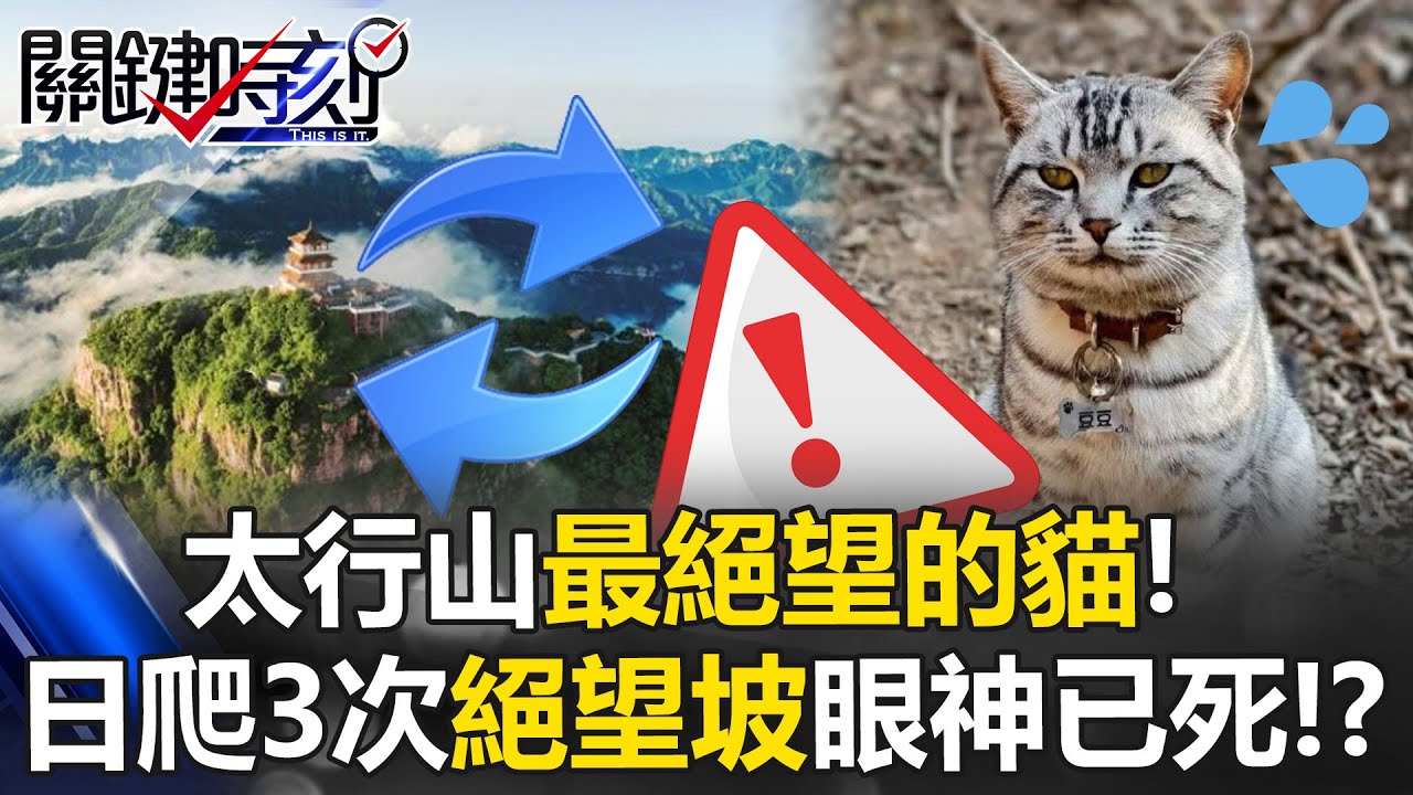 太行山「最絕望的貓」！ 住山頂屢被錯認浪貓…日爬3次「絕望坡」眼神已死！？【關鍵時刻】20260116-6 張炤和 張禹宣[ENG SUB]