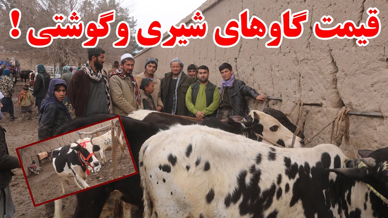 نرخ ونوای مواشی در نقاش یا مالبازار بازارک ملاقلی ولسوالی ارچی کندز | قیمت گاوهای شیری،گوشتی وگوساله