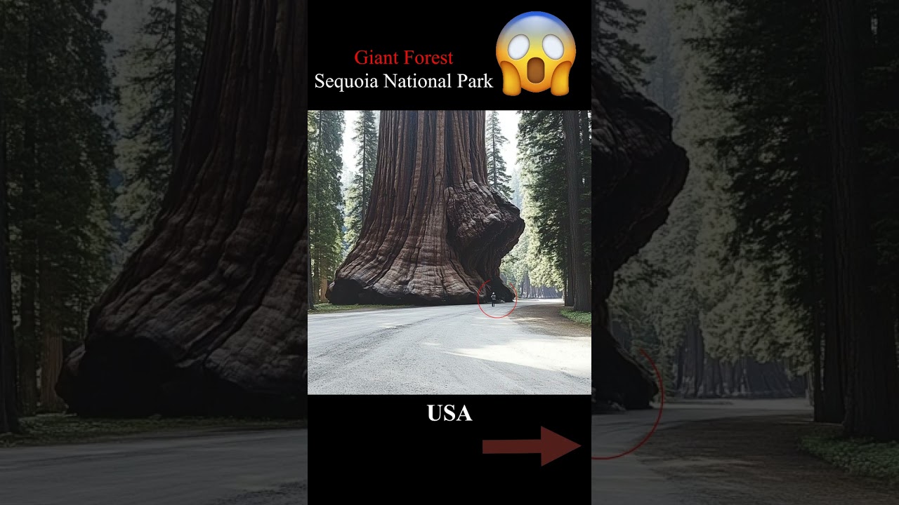 The largest forest of giant trees in the world...