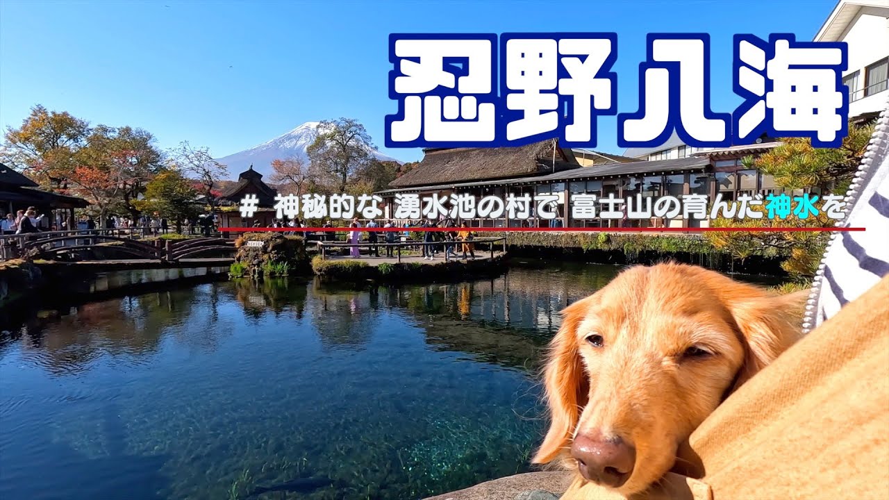 【忍野八海】神秘的な 湧水池の村で 富士山の育んだ神水を