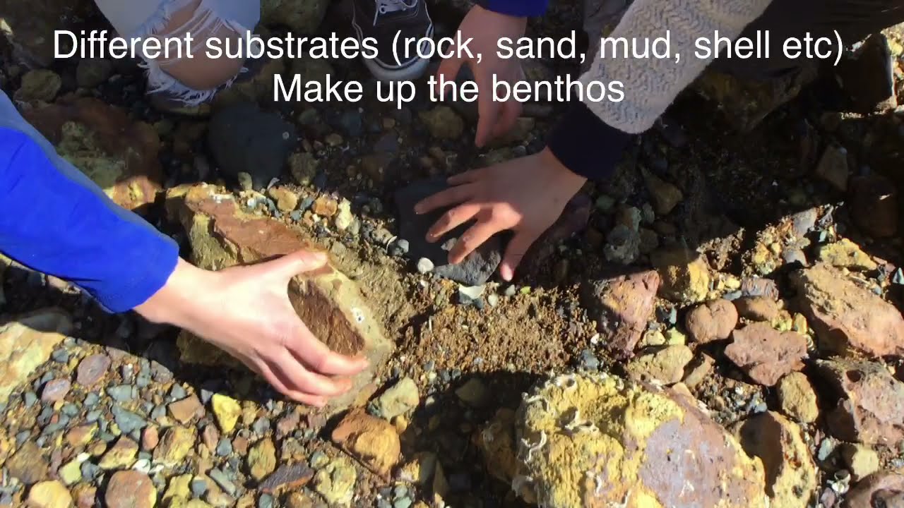 GTV2 3 1 Benthos - What is the Benthos?