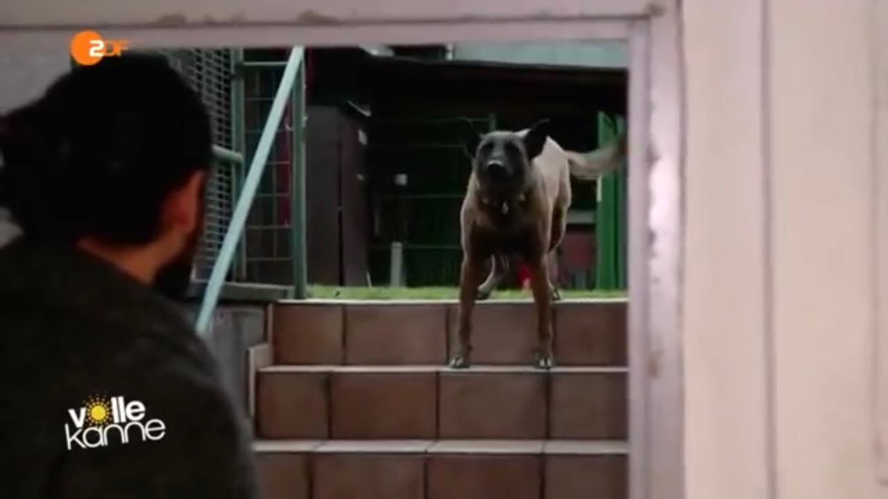 ZDF Volle Kanne - Masih Samin trainiert aggressiven Malinois