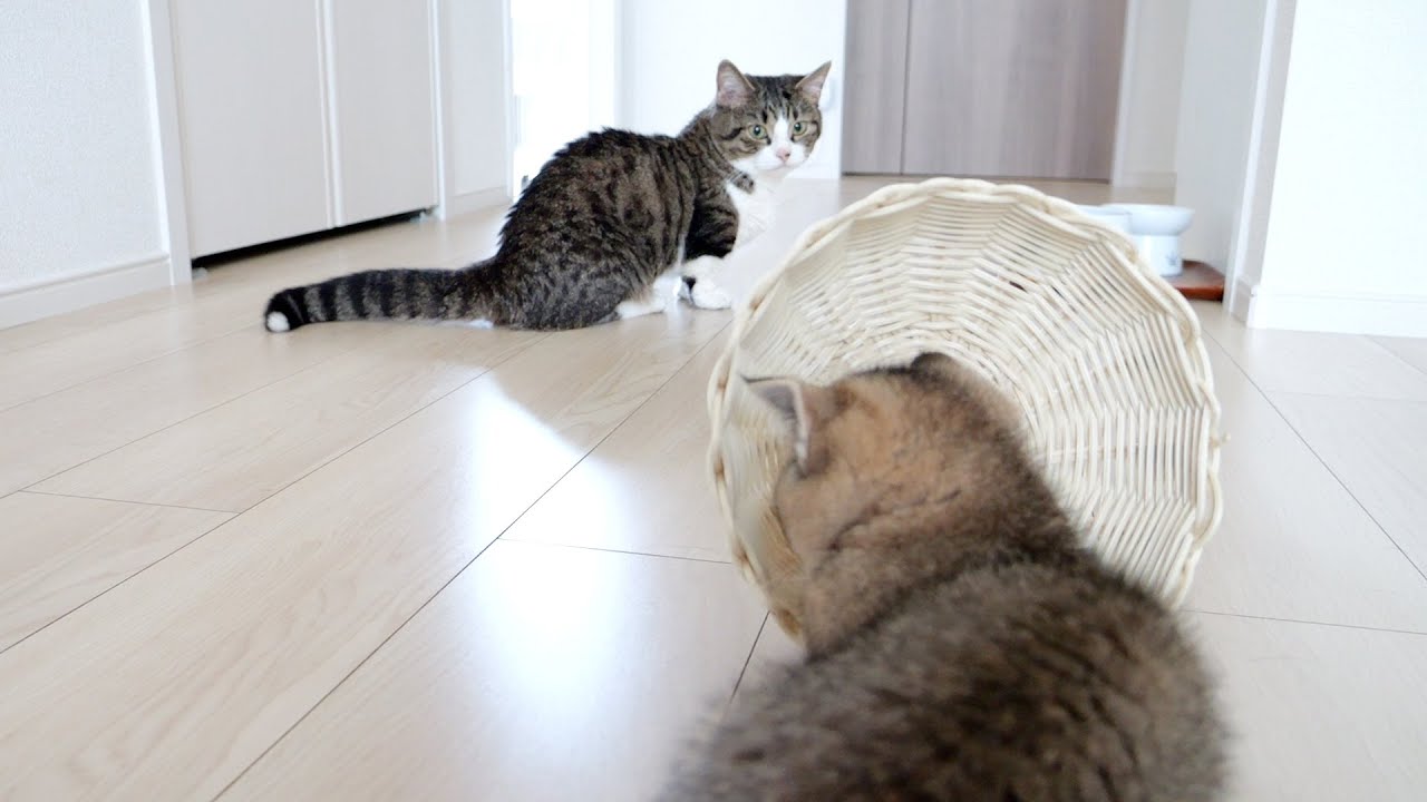Kitten Kiki is aiming for daddy cat while hiding