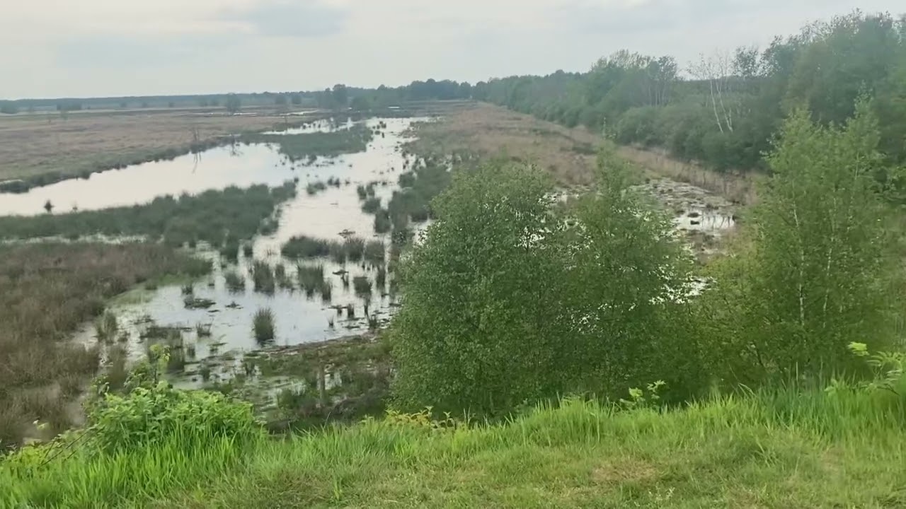 Bargerveen bij Weiteveen