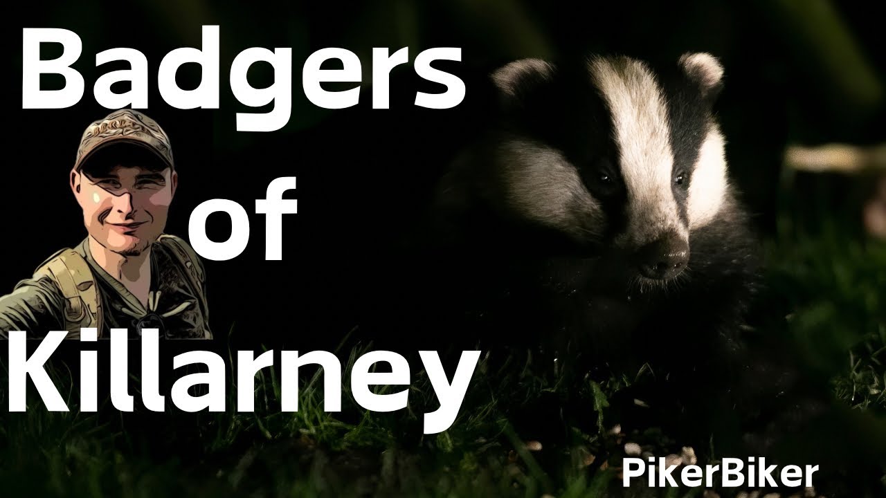 “Rare Footage: Up Close with Wild Irish Badgers at Night!”