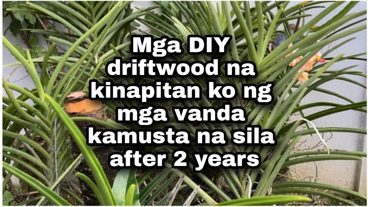 Mga DIY driftwood na kinapitan ko ng vanda orchids kamusta na  sila  @saamingbakuranvlogs