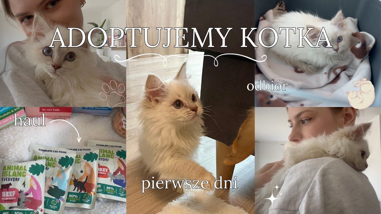 MUSIMY WAM KOGOŚ PRZEDSTAWIĆ | nowy członek rodziny + koci haul