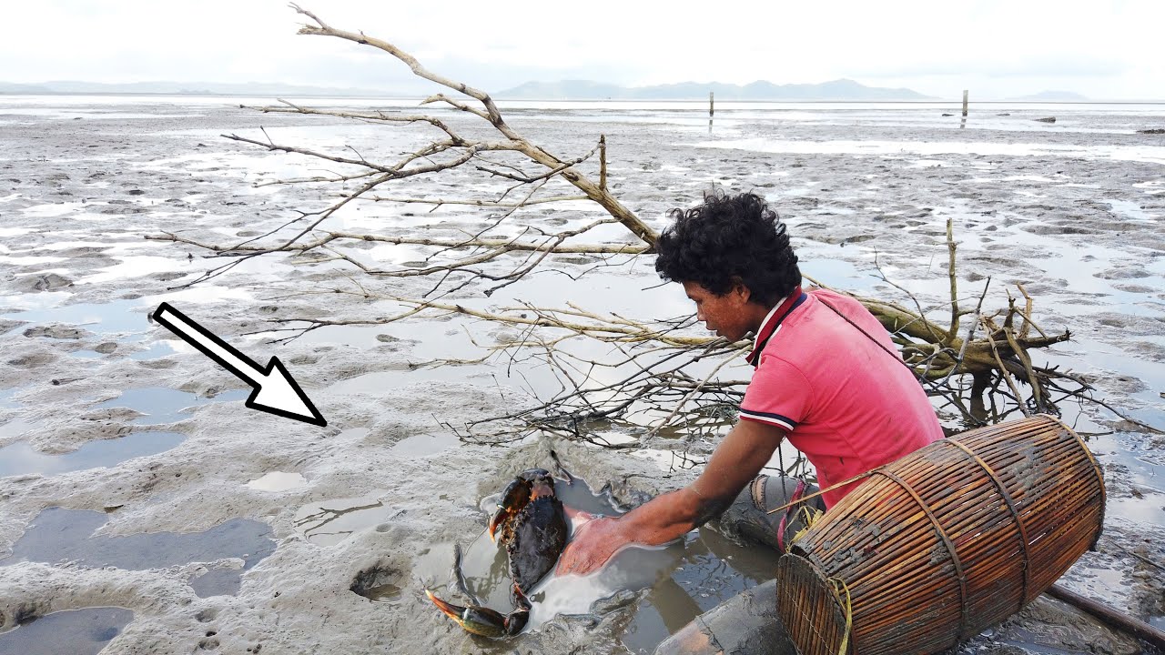 Island Survival Only Using My Bare Hands To Catch Big Mud Crabs In Mangrove Forest
