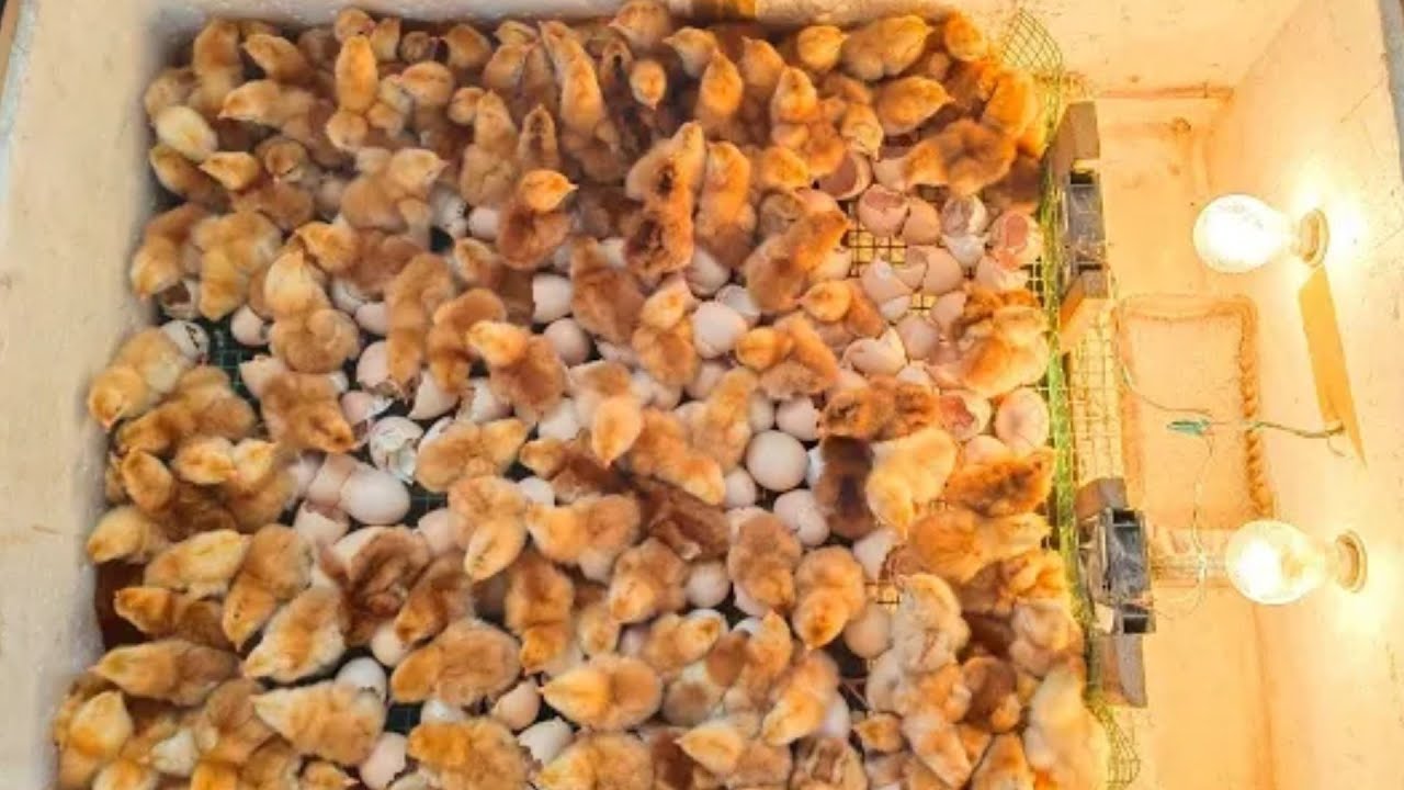 Hatching Hens  eggs in Tamil / Homemade incubator for hens egg incubator Tamil