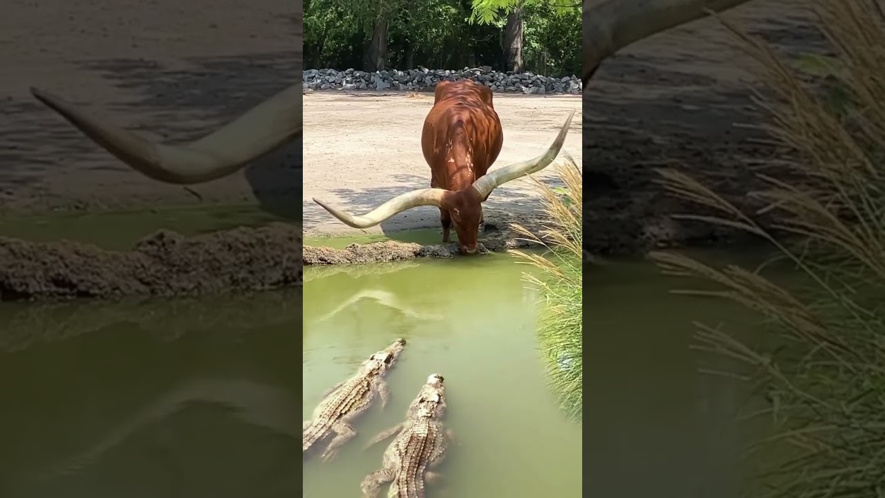 Wildlife at zero distance, people and animals living in harmony