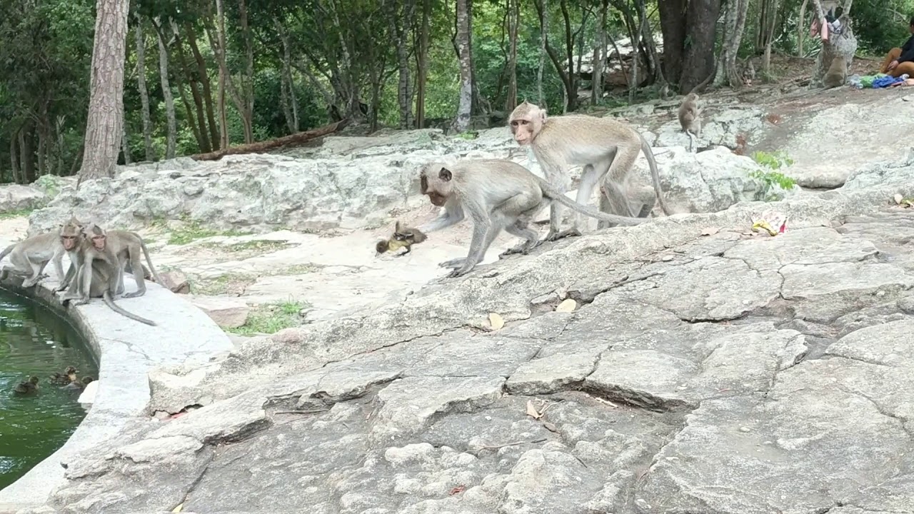 Amazing group monkey - how to play the duck in the poor water