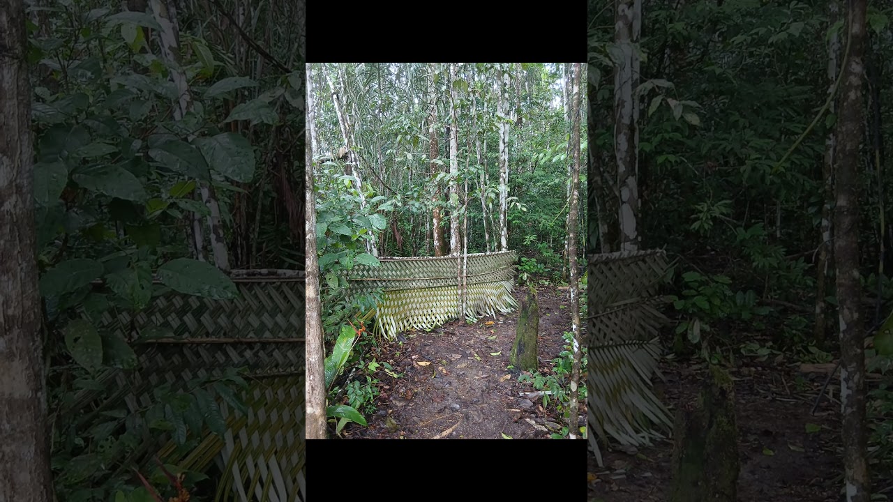 Tjebi Da Dan Expeditie kamp Jungle kamp. #expeditietours ##sipaliwini #natuur #toeristen #kamp