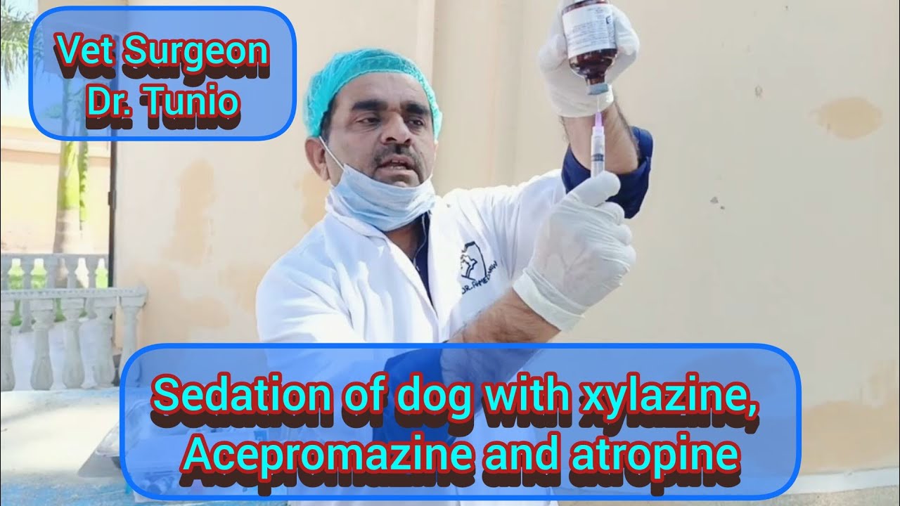 Sedation of dog with xylazine, Acepromazine and atropine