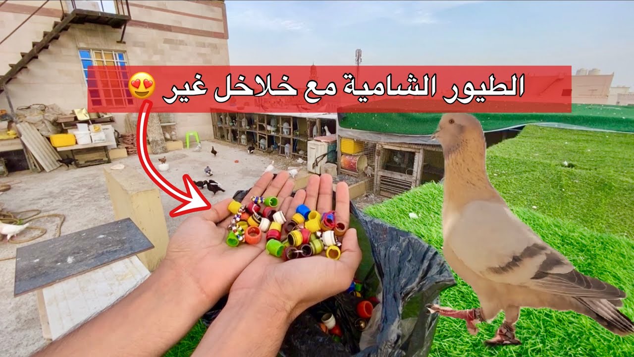 أخيراً تركيب خلاخل للحمام الشامي 😱🔥 وشوفو شو صار معنا أثناء التصوير 🥵