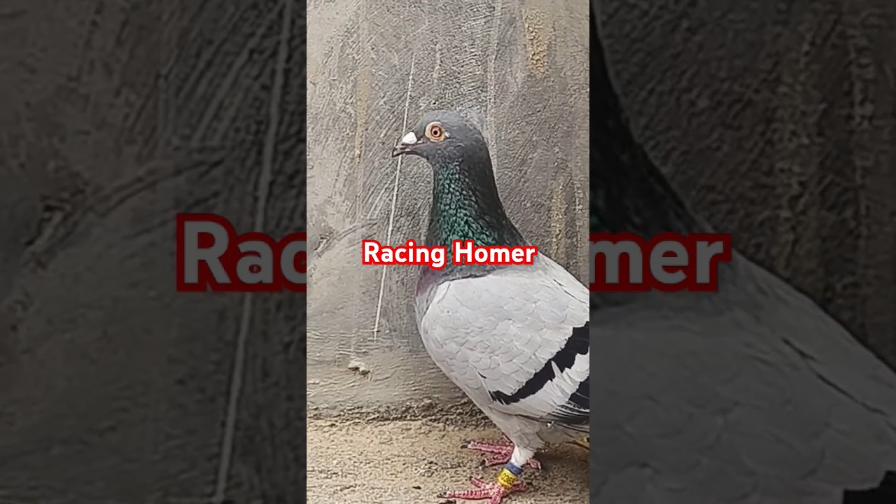 💥Racing Homer | 9742749465 #ytshorts #youtubeshorts #shorts 💥