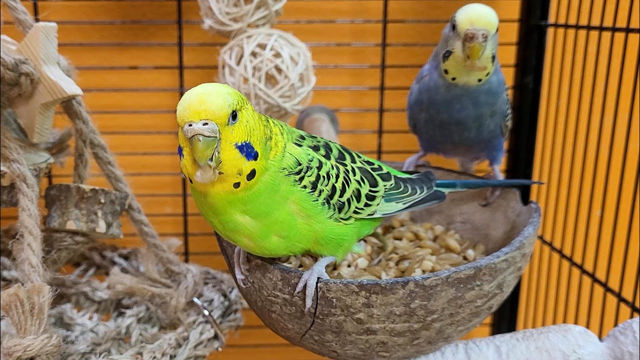 7 hours of relaxing budgie sounds