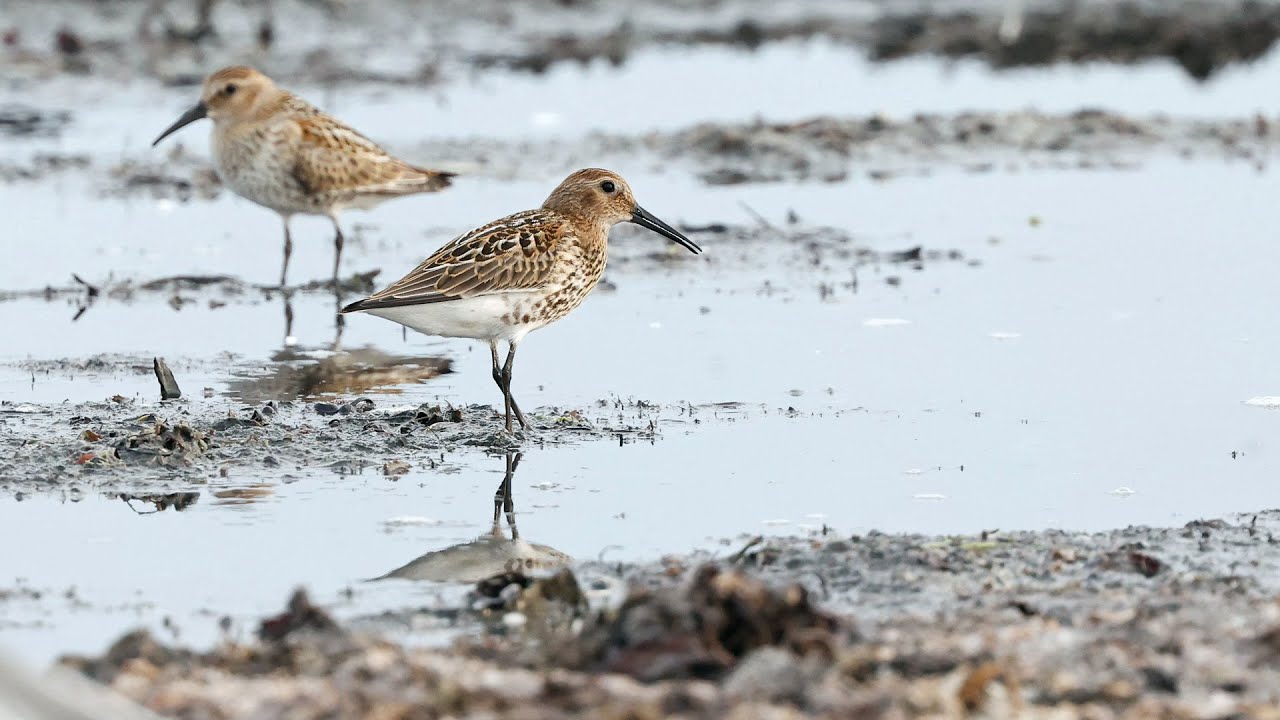 Birding Morups Tånge (Swedish West Coast) July 14 & Aug 17 2022 #canonr6 #rf100_500