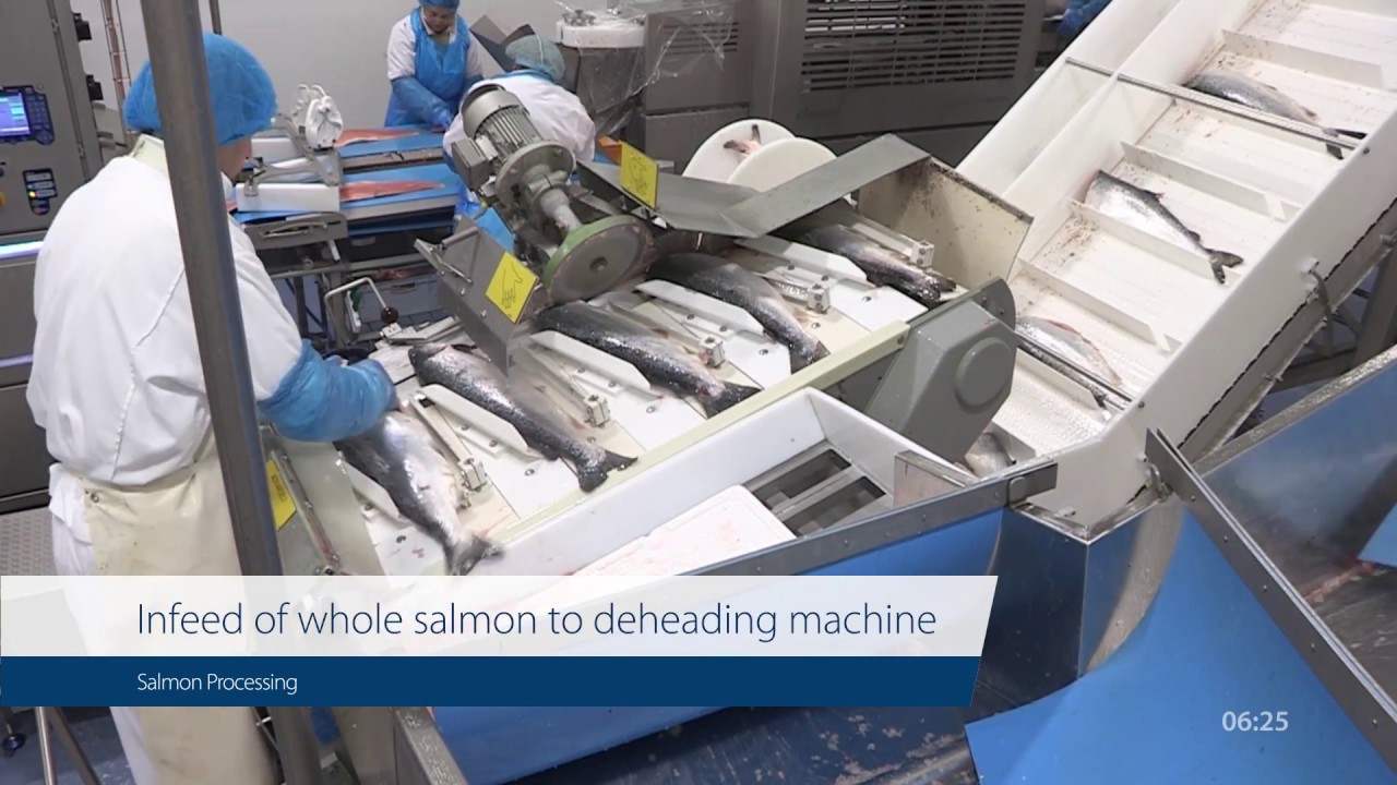 Salmon processing at Icefresh Germany