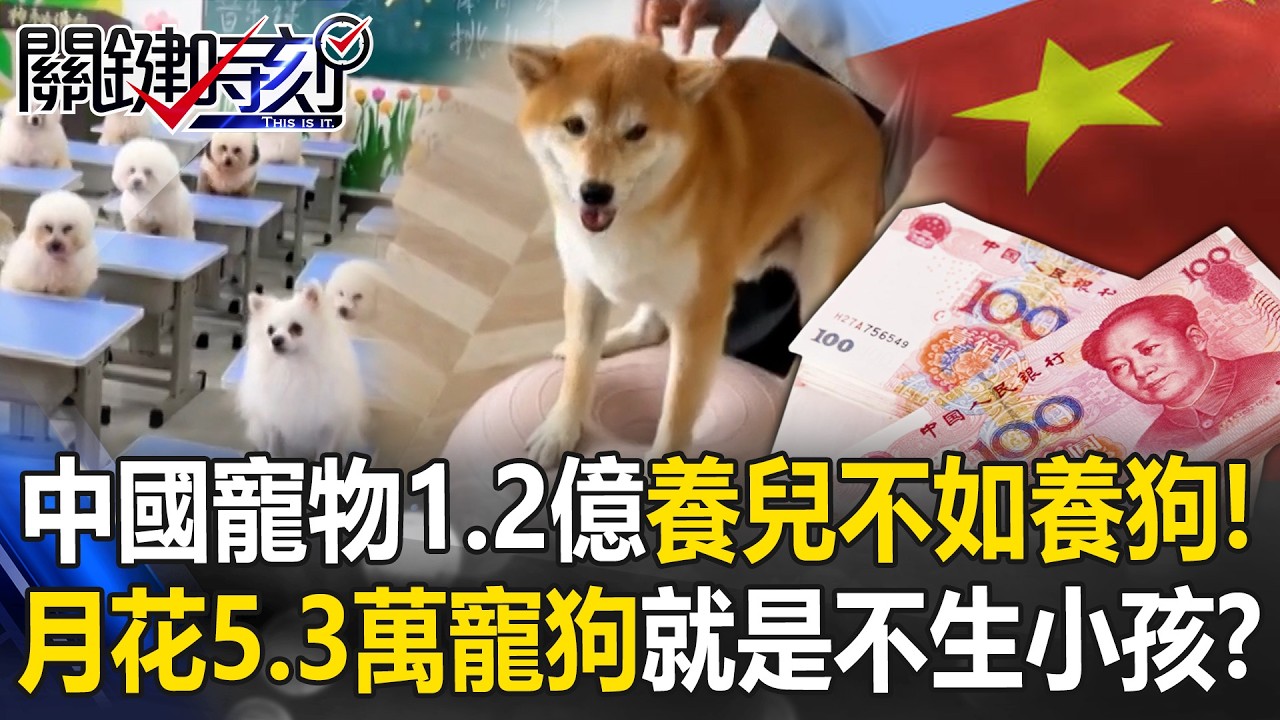 養兒不如養狗！？ 中國寵物數量達1.2億&hellip;月花5.3萬寵狗就是不生小孩！？【關鍵時刻】20260401-5 張炤和 張禹宣 林廷輝