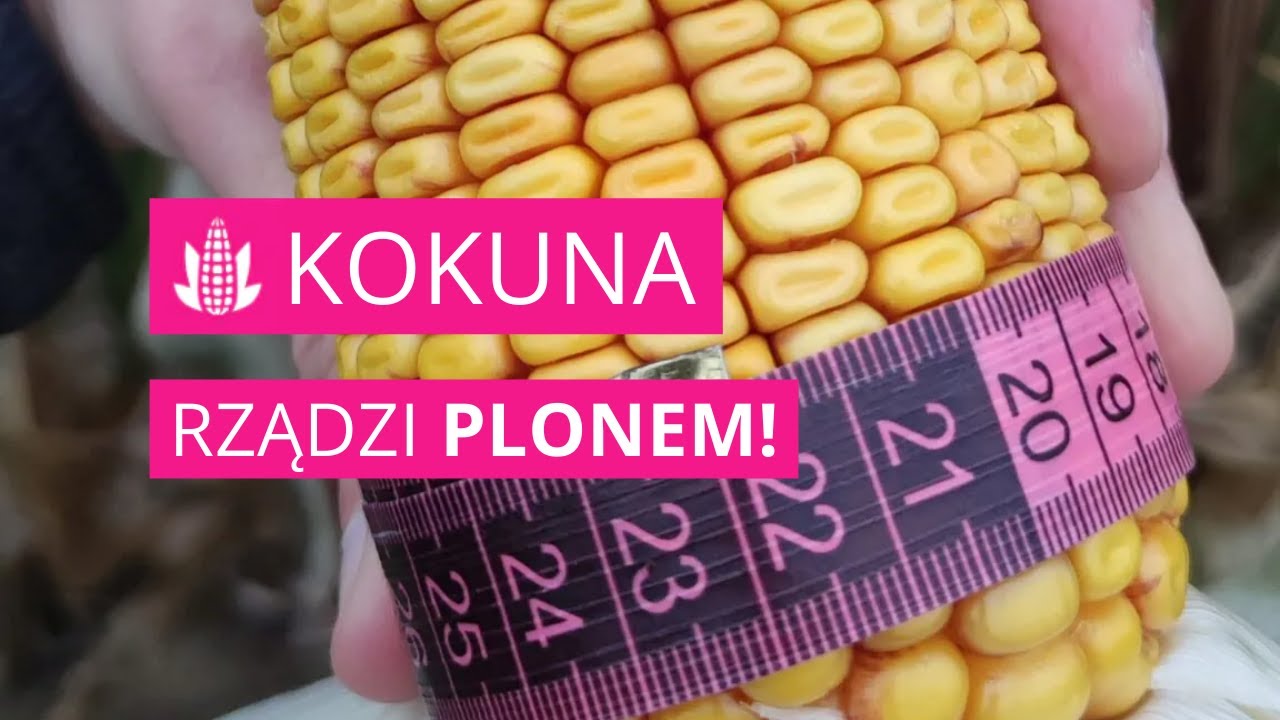 Kukurydza KOKUNA