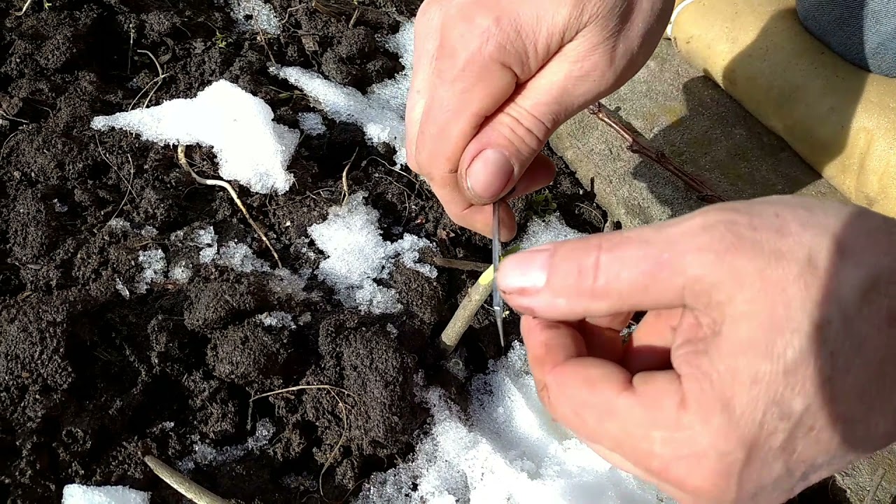 Ранньовесняне щеплення кісточкових методом покращеної копуліровки