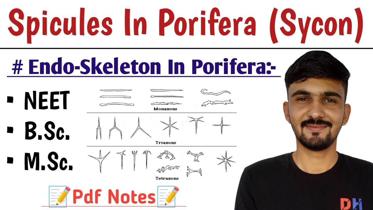 Spicules In Porifera (Sycon) || Endoskeleton In Porifera || By Dadhich Sir