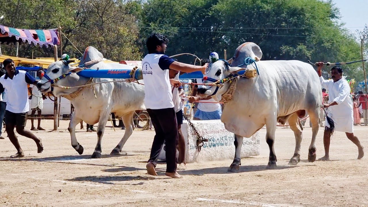 కాకునూరు సీనియర్స్ విభాగం బండలాగుడు పోటీలు 1వ జత బోరెడ్డి కేశవరెడ్డి