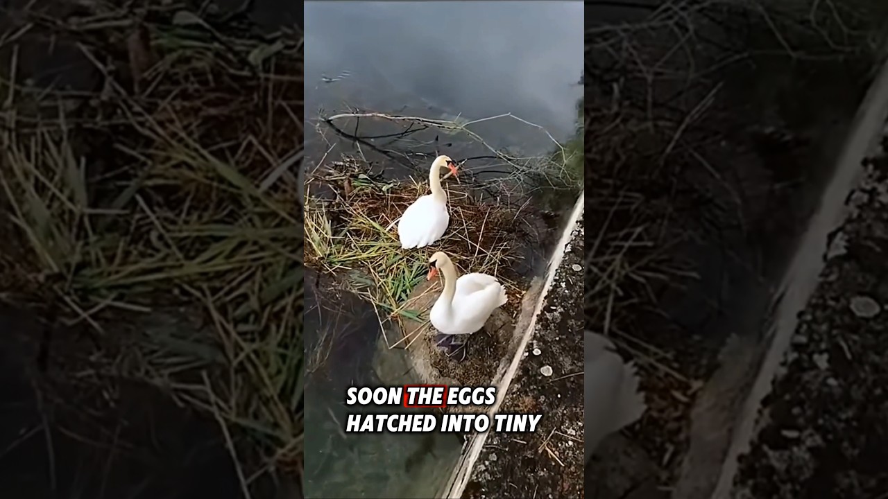 A man helped repair the swan nest that was washed away by the flood and then #shorts