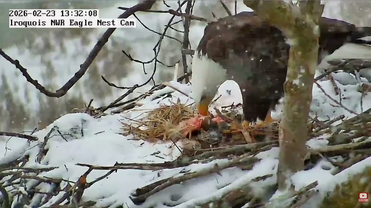 INWR-Fluff, fish and snow-2026 02 23
