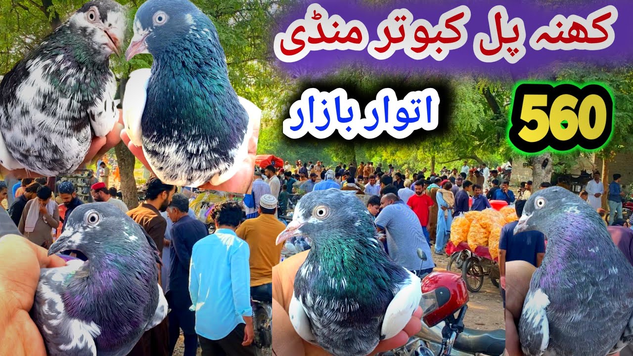 560 | Sunday Kabootar Mandi Khana Pul | Today 5/10/2025 | Latest Update High Flyer Pigeon Market !