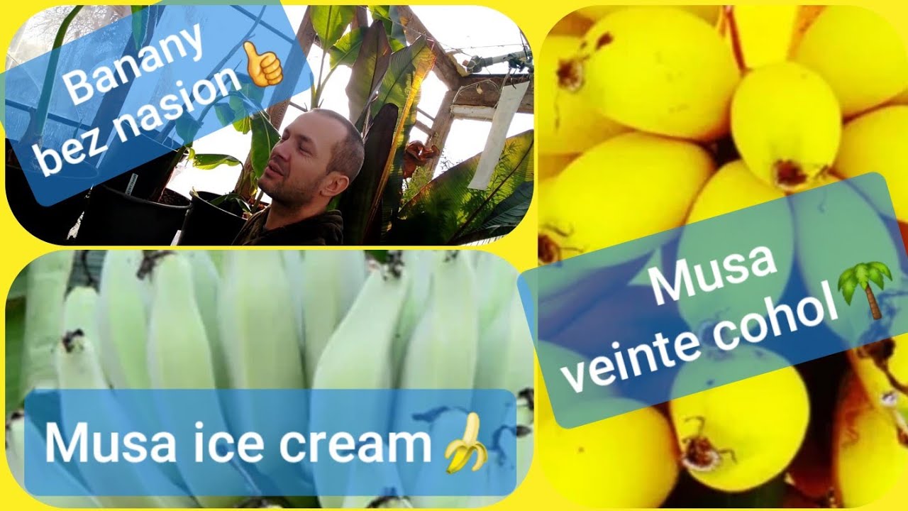 Odmiany banan&oacute;w jadalnych bez nasion. mus apple, ice cream, dajiao, veinte cohol 1309