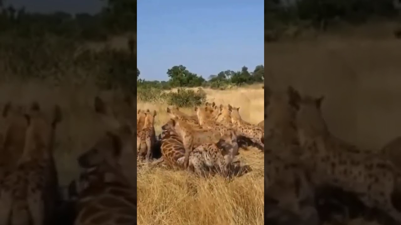 When the king of the jungle Comes , all roads open