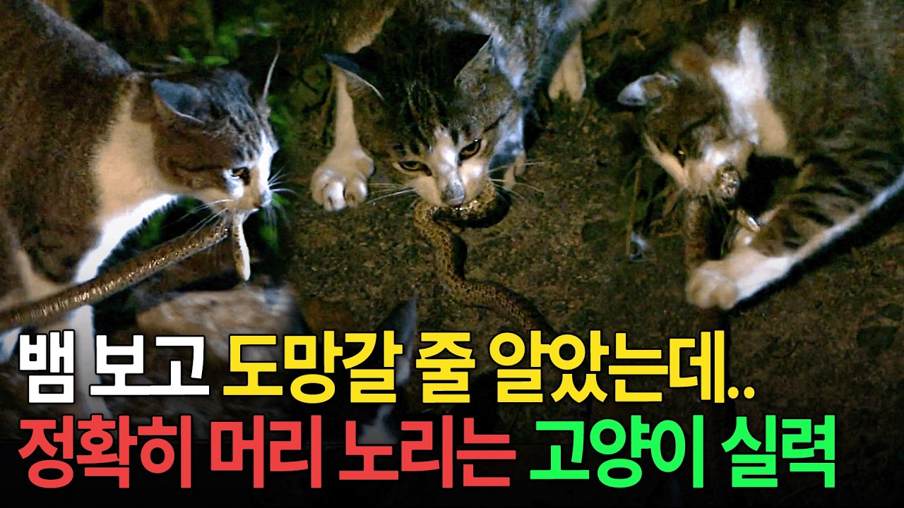 뱀 가지고 노는 거문도 고양이 [환경스페셜-고양이, 섬을 점령하다] / KBS 20081210 방송