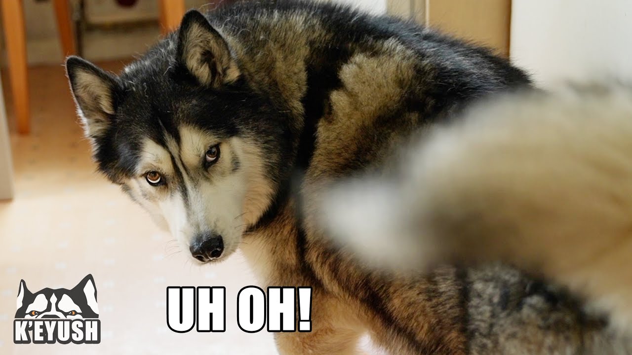 No One’s SAFE When My Husky’s Belly GROWLS!