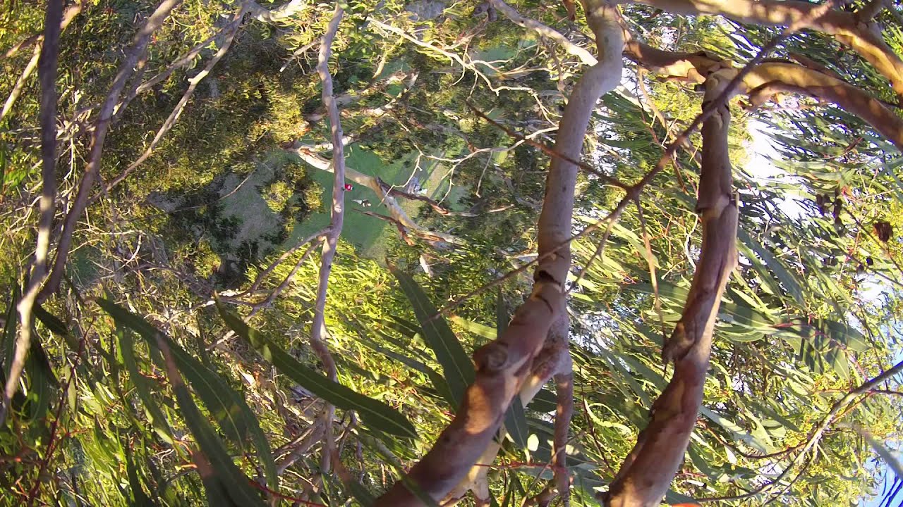Treequad