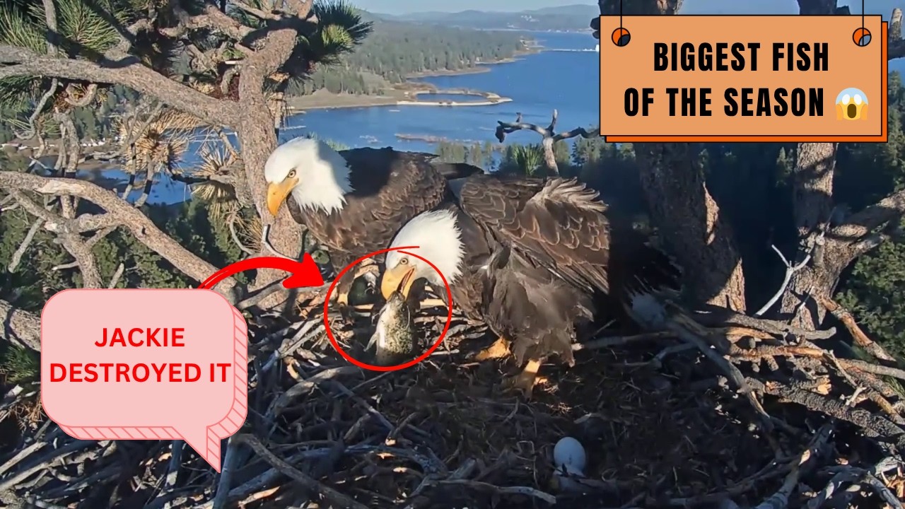 Shadow Shows Up With the BIGGEST Fish Yet & Jackie Goes WILD! 🐟🥚 | FOBBV Eagles