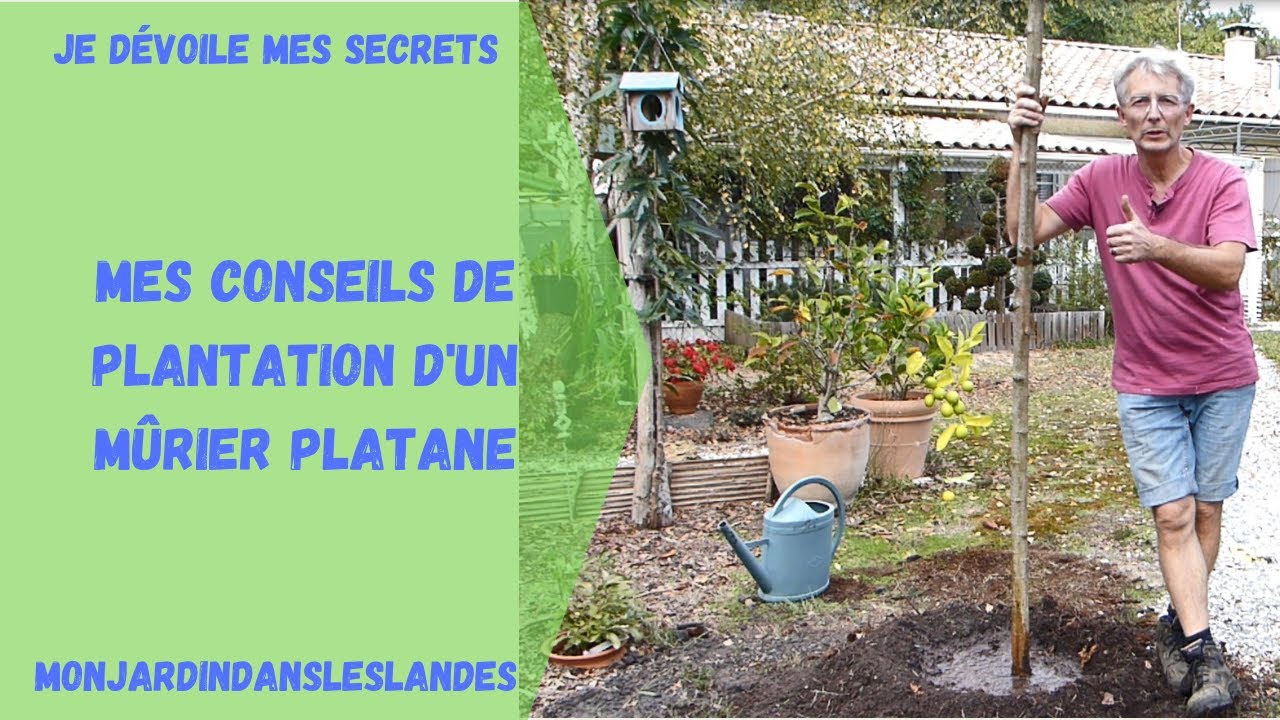 Mes conseils de plantation d'un mûrier platane - Monjardindansleslandes