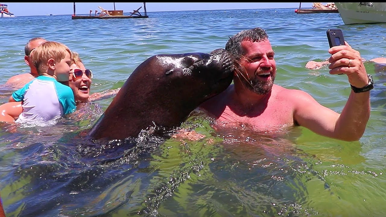 Sea Lion Plays With Tourists At The Beach