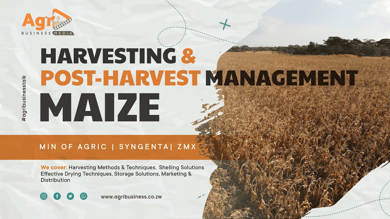 Maize Harvesting, Post-Harvest Management, Storage & Marketing Strategies