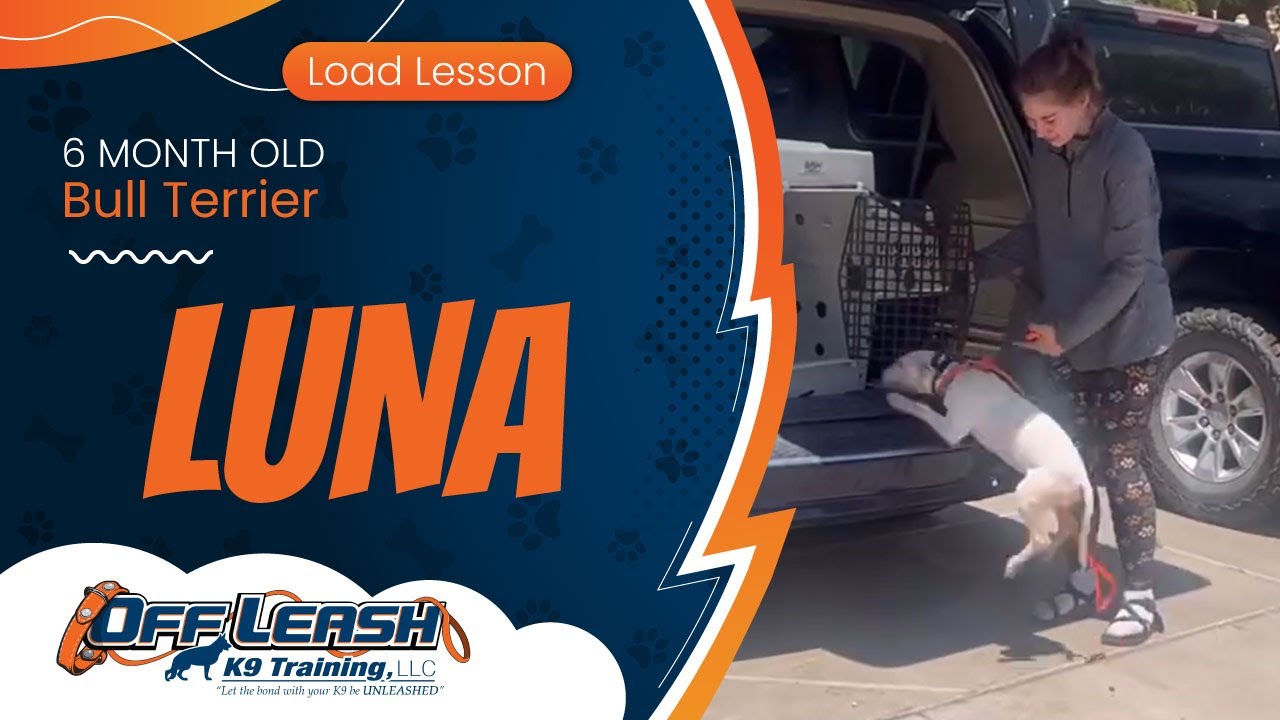 Luna | 6 Month Bull Terrier Puppy | Off Leash K9 Training Phoenix