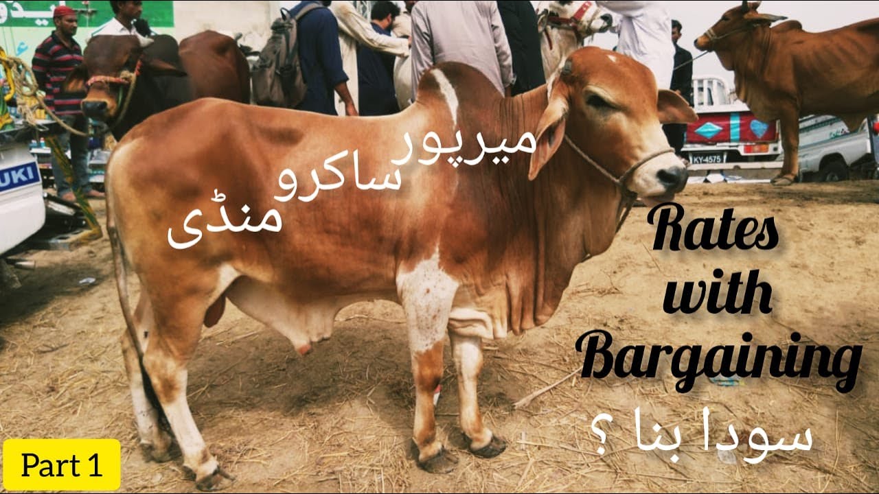 Mirpur Sakro Mandi Update || Dynamic Livestock Update