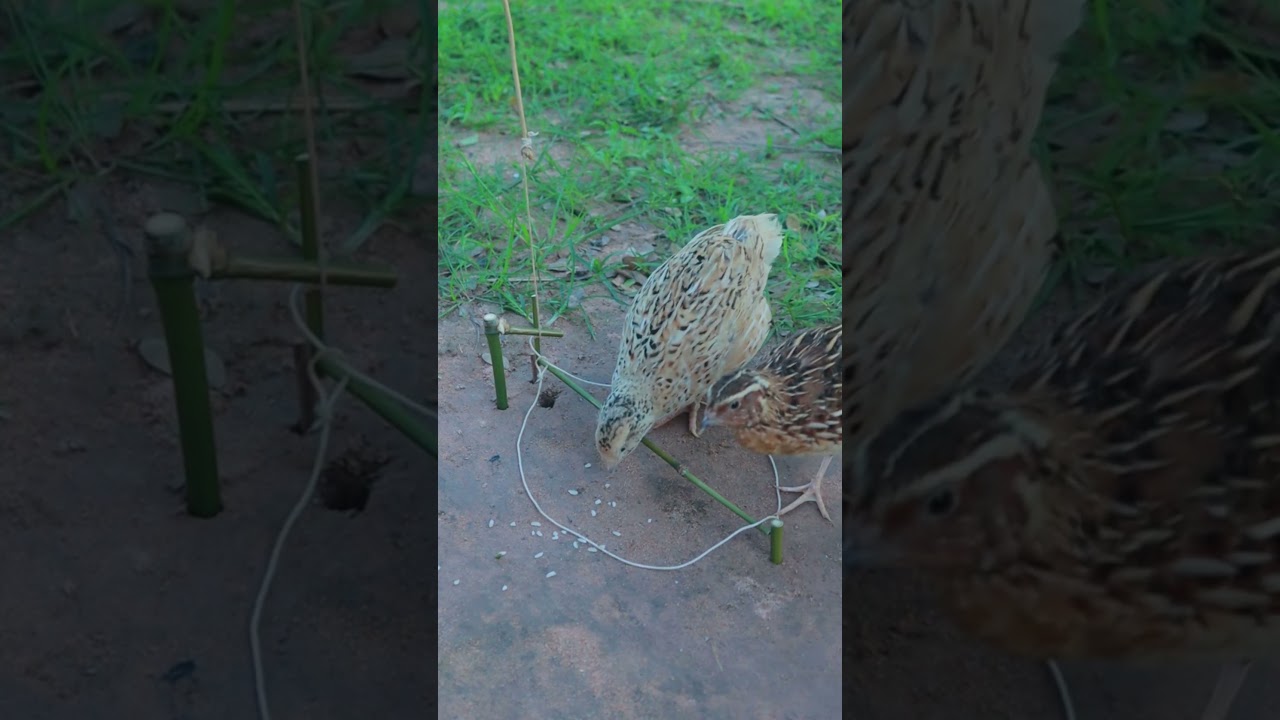 creative technique bird trap make from wood #shortvideo #ytshorts #youtube