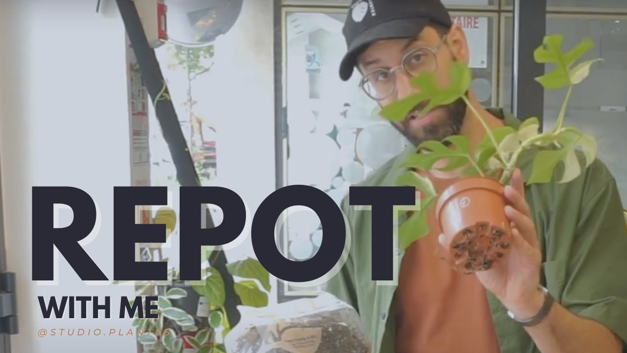 Repot with me : 12 min de blabla plantes
