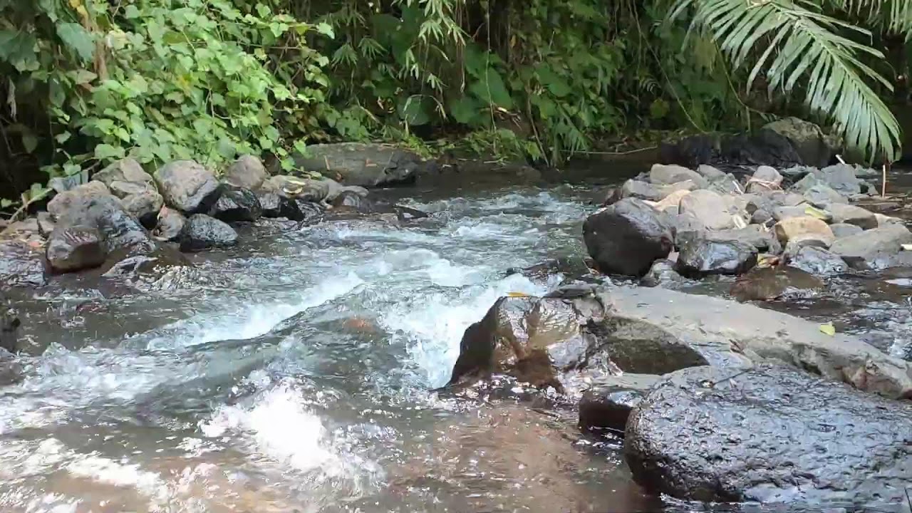 Relaxing River Sound for Study & Focus -  Forest Stream Ambience