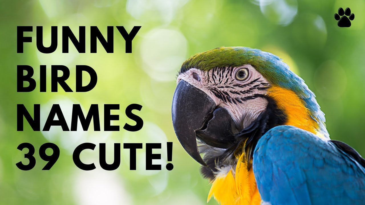 🐦 Funny Bird Names 🌿 39 CUTE 🌿 TOP 🌿 BEST Ideas | Names