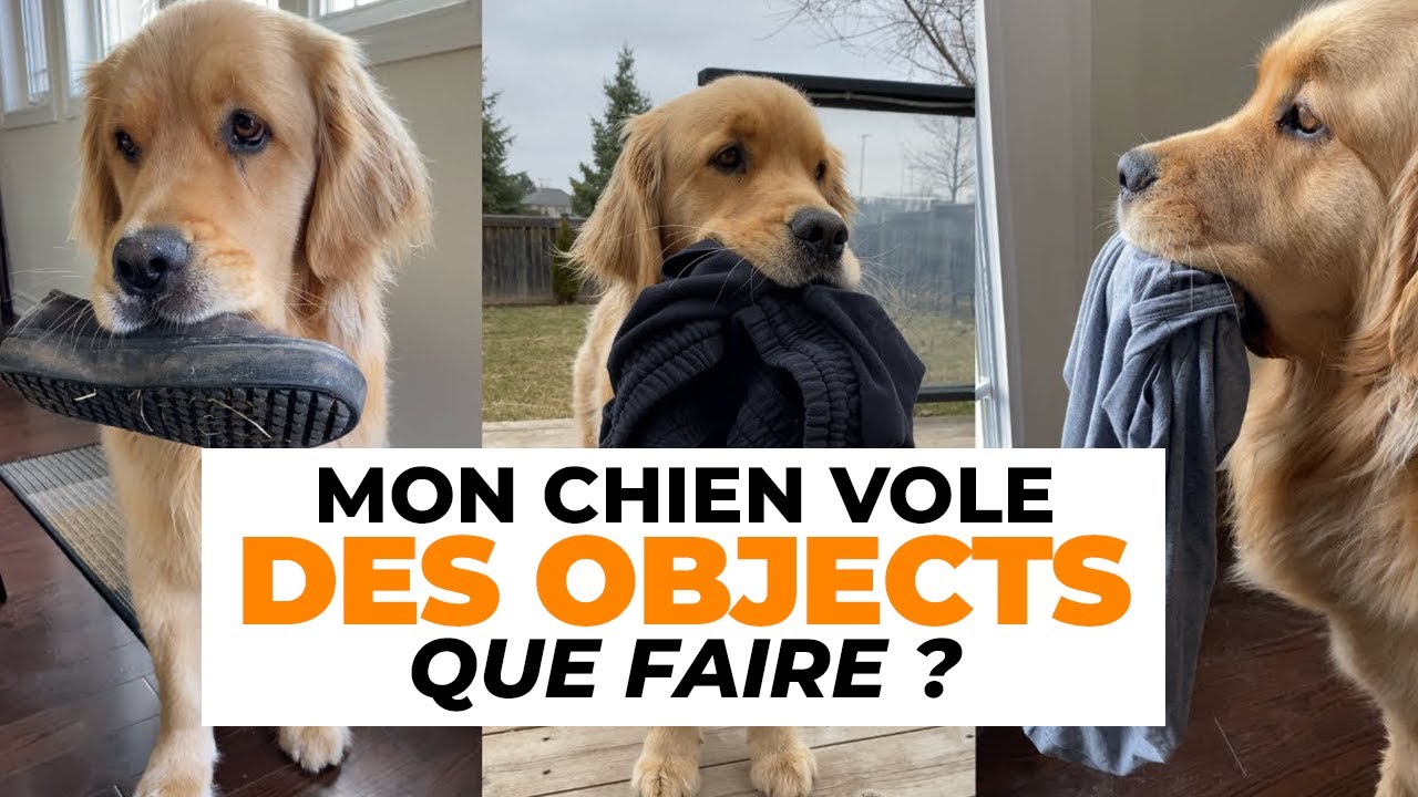 Mon Chien Vole Des Objets : Que Faire ?