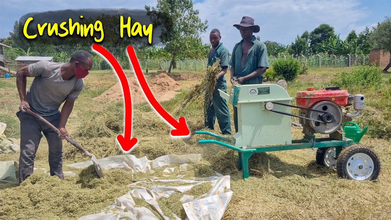 How I'm Turning Grass into a Magic Powder to feed 600 Goats