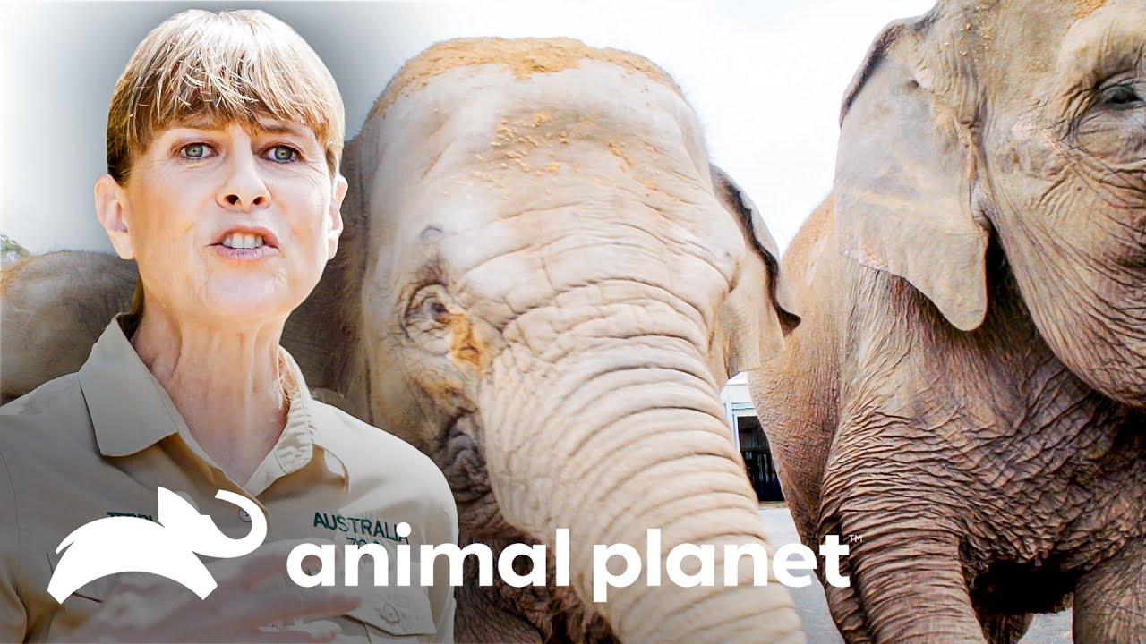 Construyendo un área especial para elefantes | Los Irwin: Robert al rescate | Animal Planet