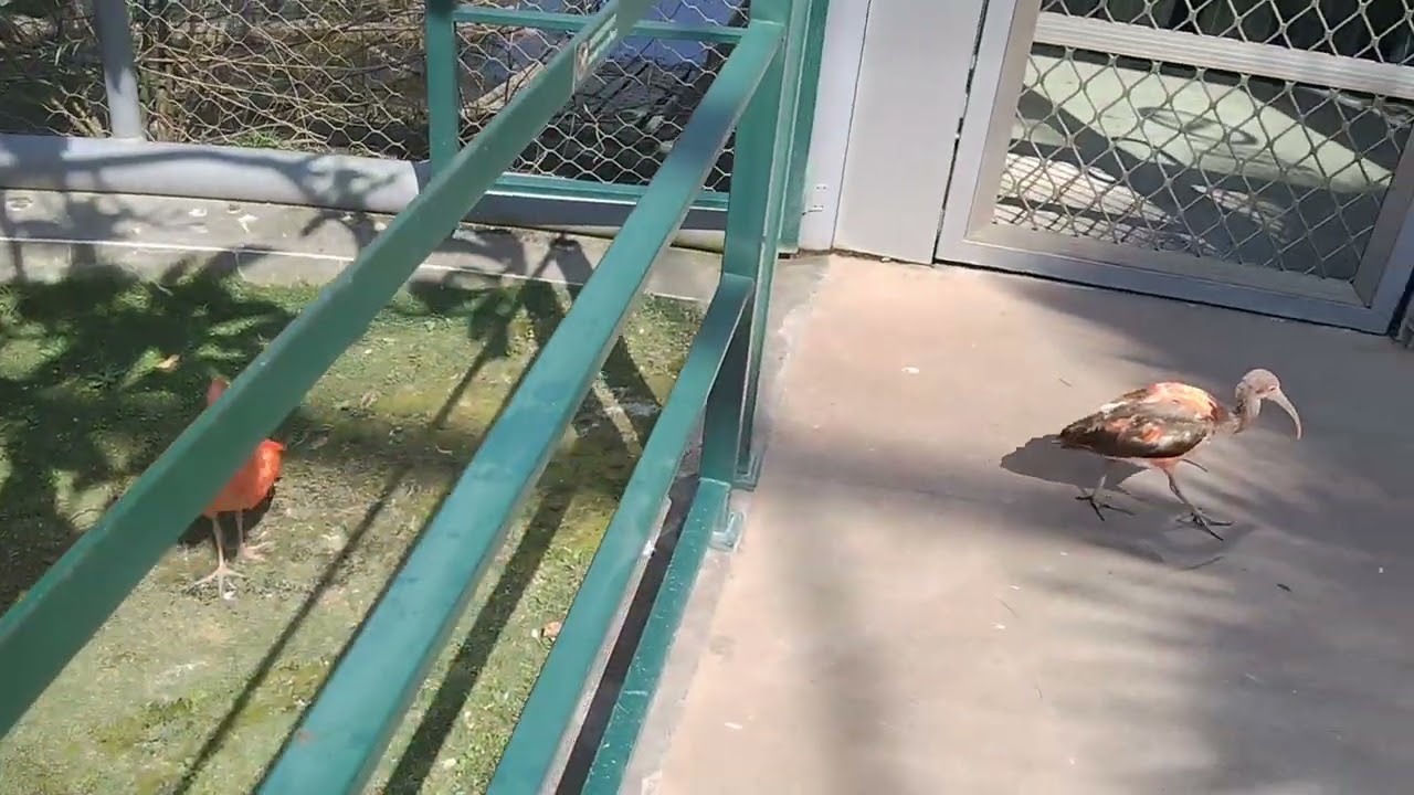 鳥園裡的美洲紅䴉