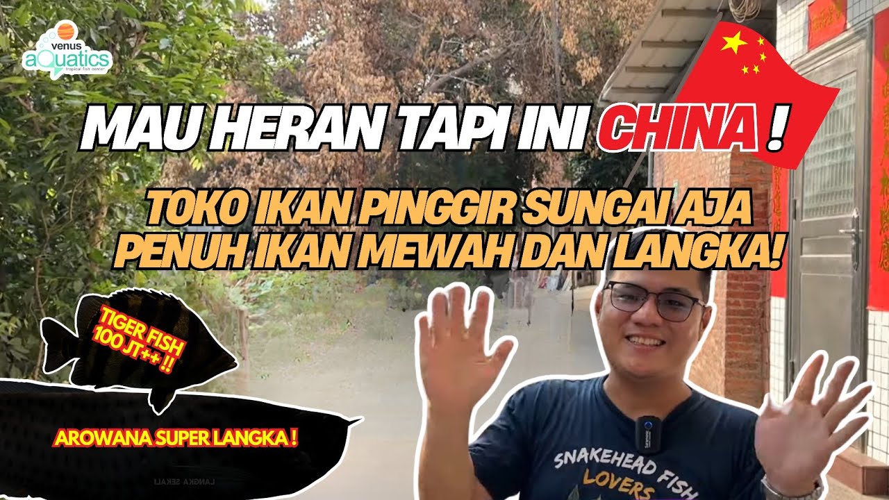 Sumatera Tiger Fish lovers wajib nonton! Ada ribuan ekor Datz kelas kontes disini❗️